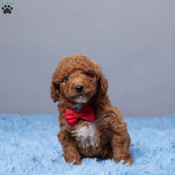 Chill, Goldendoodle Puppy